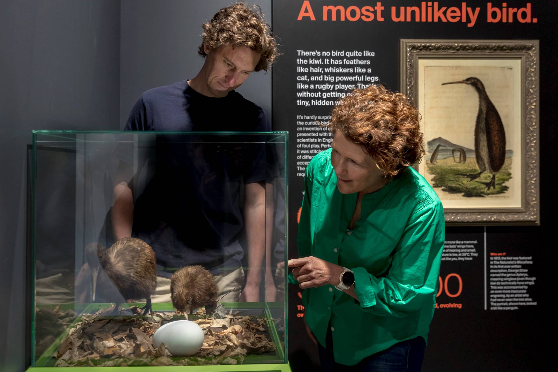 National Kiwi Hatchery Exhibit